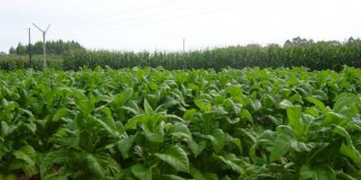 Políticas antifumo impactam cultura do tabaco no Brasil