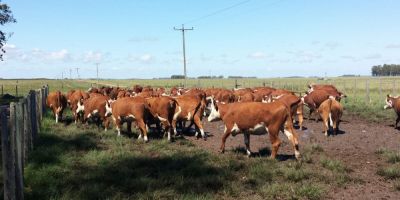 Abigeatários furtam 25 vacas vivas no interior de Cristal