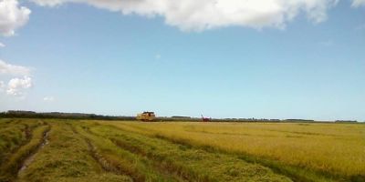 Camaquã ocupa o 3º lugar na evolução da colheita do arroz safra 2013/2014