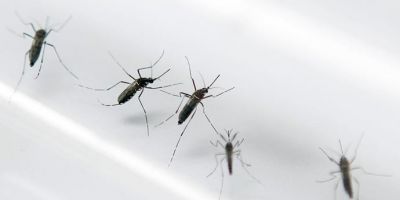 RS registra 81 novos casos de dengue somente nesta semana