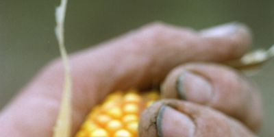 Produtores preparam área para o plantio das lavouras de milho