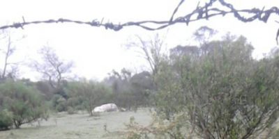 Morte e desaparecimento de animais na Costa do Pinheiro em Chuvisca