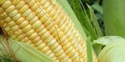 Produtores devem intensificar preparo do solo para plantio do milho