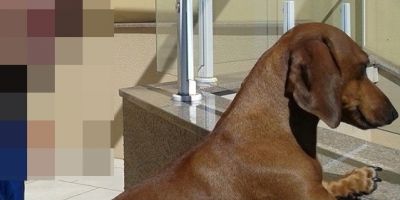 Cachorrinha salsicha perdida em Camaquã. Atende pelo nome de Linda