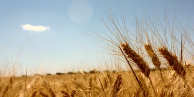 Clima favorável beneficia culturas de inverno no Rio Grande do Sul