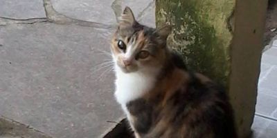 Dona procura por gatinha desaparecida no bairro Olaria em Camaquã
