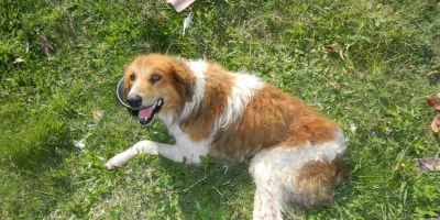 Pelotão Ambiental de Camaquã recolhe cachorro abandonado e ferido na Vila da Pacheca
