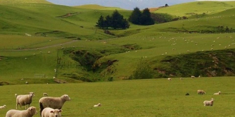 Congresso discutirá o presente e o futuro do Bioma Pampa