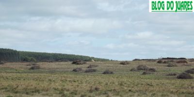 Abigeatários furtam vacas no interior de Cristal