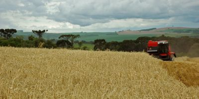 Expectativa de produção nas lavouras de trigo do Rio Grande do Sul é positiva