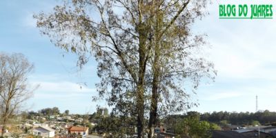 Moradora do bairro Ouro Verde em Camaquã vive drama iminente de árvore cair sobre sua casa
