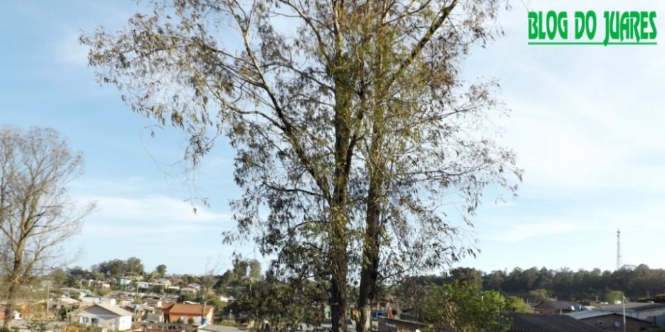 Moradora do bairro Ouro Verde em Camaquã vive drama iminente de árvore cair sobre sua casa