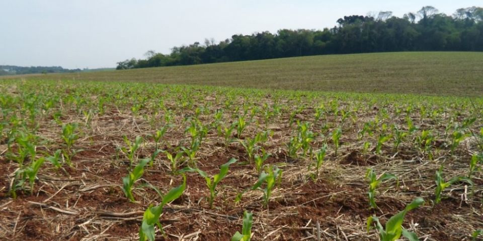 Agricultores aproveitam boas condições do clima para avançar plantio do milho