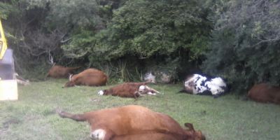 Cerro Grande do Sul - raio mata nove vacas no interior do município