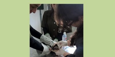 Patram recolhe gambá no centro de Camaquã