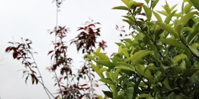 Sol predomina no RS, mas não se descarta chuva passageira nesta sexta