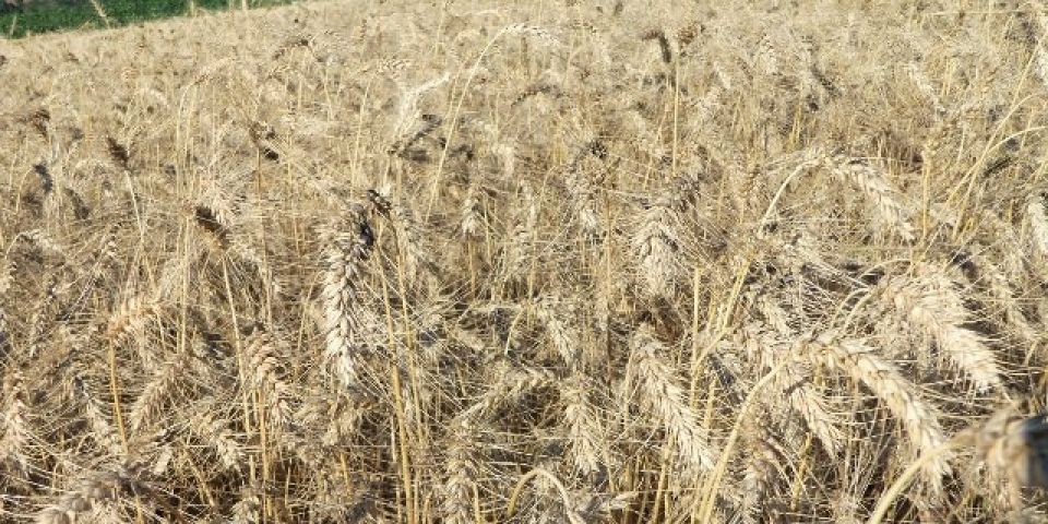 Chuva pode comprometer qualidade do trigo durante a colheita