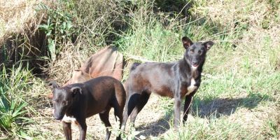 Cães abandonados no interior de Camaquã chamam a atenção