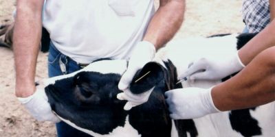 Começa hoje segunda etapa de vacinação contra febre aftosa