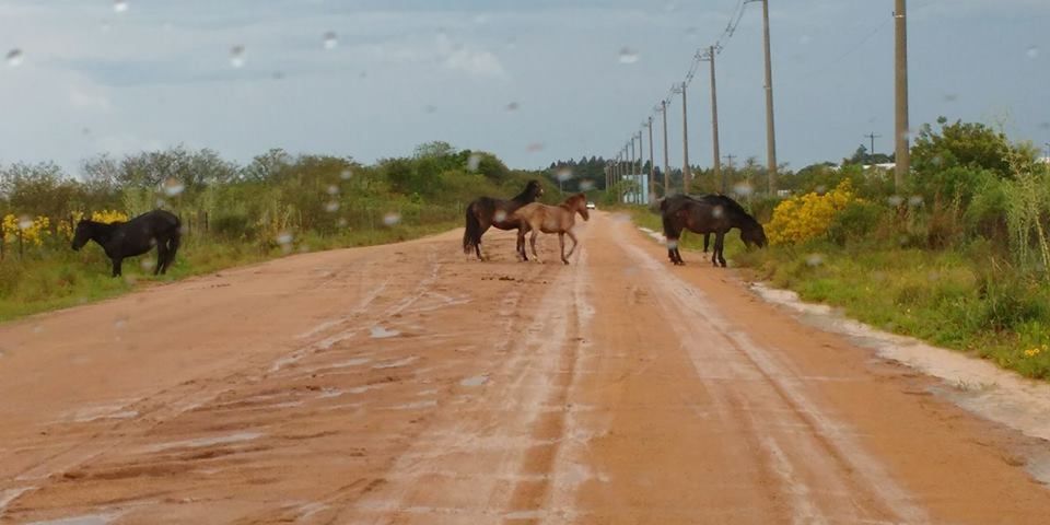 Animais soltos em via pública já é uma prática recorrente em Camaquã, e pior, ninguém faz nada