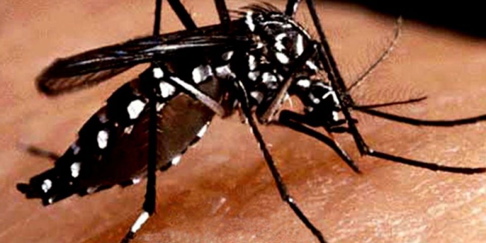 Provas do Enem trazem questões sobre dengue, esportes e Clarice Lispector