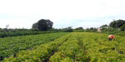 Ministério lança normas que podem reduzir custo de produção agrícola em até 35%