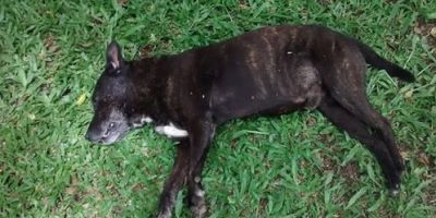 Homem agride cão de rua na Praça Zeca Netto que acaba morrendo no local, em Camaquã 