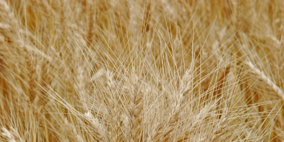 Trigo gaúcho tem boa produtividade e está no final da colheita