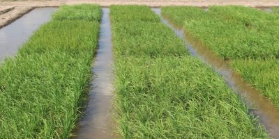 Semeadura do arroz está quase concluída no Rio Grande do Sul