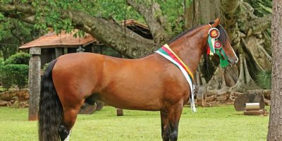 Camaquã recebe leilão inédito de cavalos crioulos