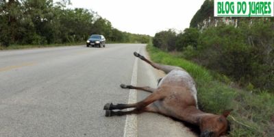 Cavalo solto na pista é atropelado e morto na ERS-350 em Camaquã