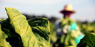 Pesquisa da UFRGS aponta que produtor de tabaco tem renda bem acima da média brasileira