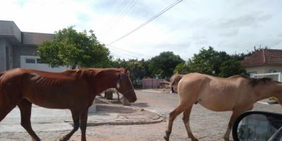 Cavalos continuam andando soltos nas ruas de Camaquã