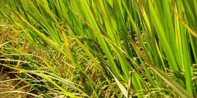 Irga e UFSM têm projeto de previsão numérica de safra de arroz irrigado no RS