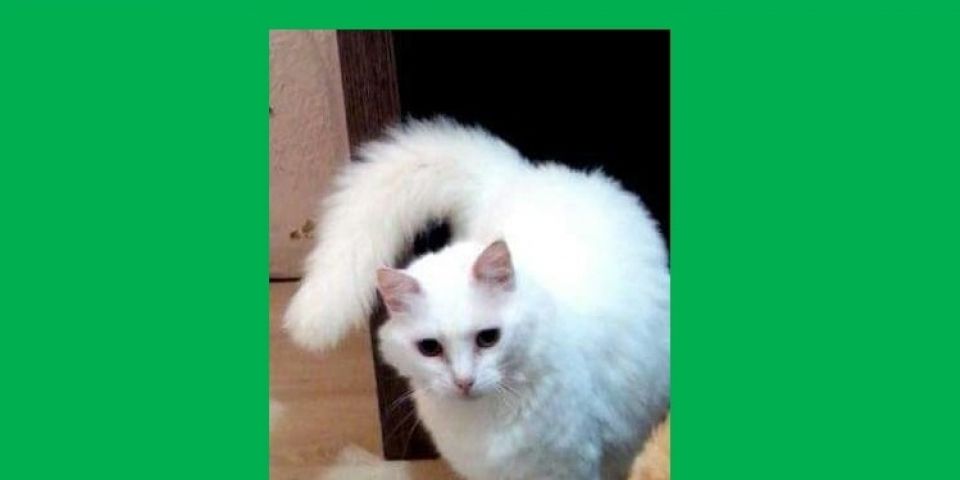 Dona procura por gatinha desaparecida do bairro Vila Nova em Camaquã