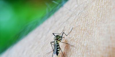 Cuidados para combater a dengue