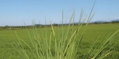 Plantio do arroz chega aos 100% no Rio Grande do Sul