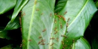 Evite as pragas do inverno