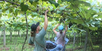 Começa a colheita da uva em Dom Feliciano