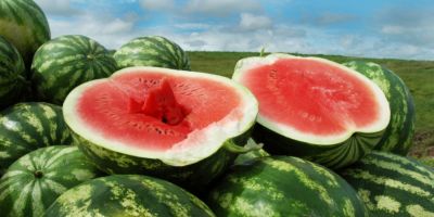 Produção de melancia no Rio Grande do Sul está em fase de colheita