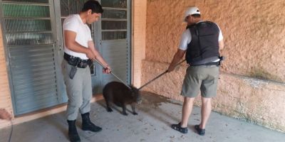 Capivara chama a atenção de moradores de Arambaré na manhã desta quinta-feira