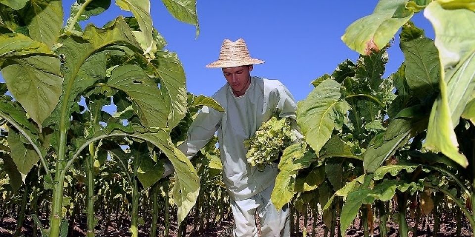 Doença da Folha Verde do Tabaco pauta revista científica