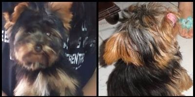 Cachorrinho da raça Yorkshire desaparecido no bairro Viégas, em Camaquã