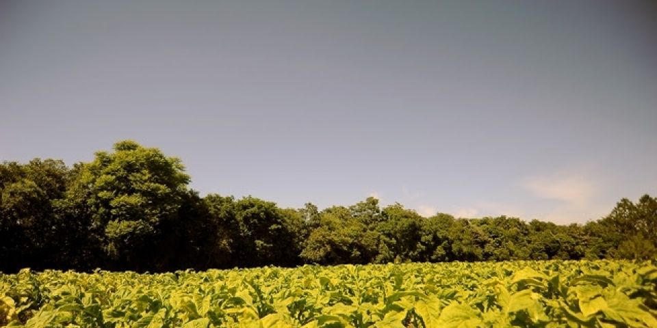 São Lourenço do Sul é o 2º maior produtor de tabaco da região sul do Brasil. Canguçu está em primeiro