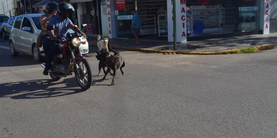 Prefeito de Camaquã se reúne novamente com Apaca