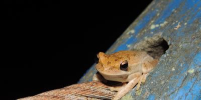 Dados sobre os anfíbios da BR-116/RS serão apresentados em congresso, em Porto Alegre