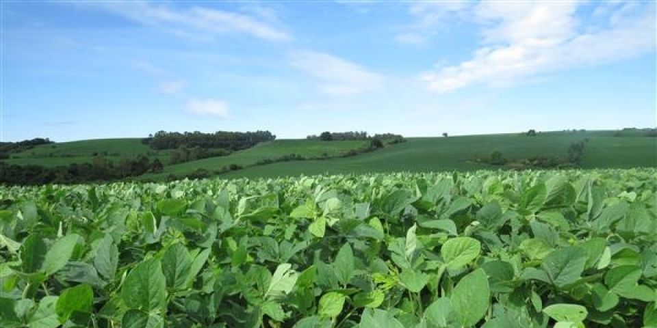 Clima favorece culturas e agricultores mantêm boas expectativas de produção