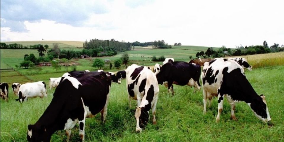 Pastagens favorecem rebanhos e colheita de grãos evolui no RS