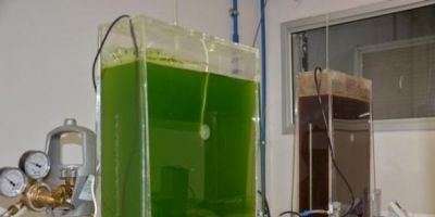 Pesquisa da Embrapa identifica microalgas que geram biocombustíveis