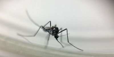 Minas Gerais tem 101 mortes por febre amarela e BH confirma doença em segundo macaco